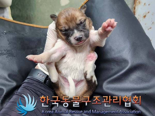 한국동물구조관리협회_441560202400296